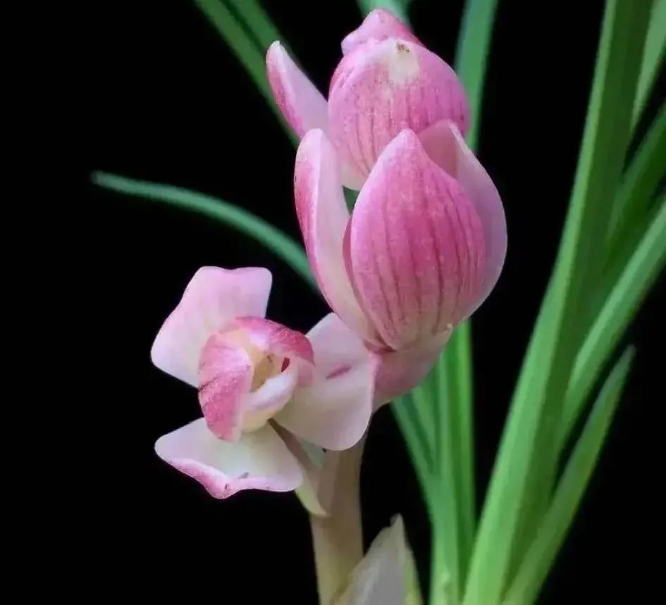 兰花的唯美图片,珍稀兰花各色大全