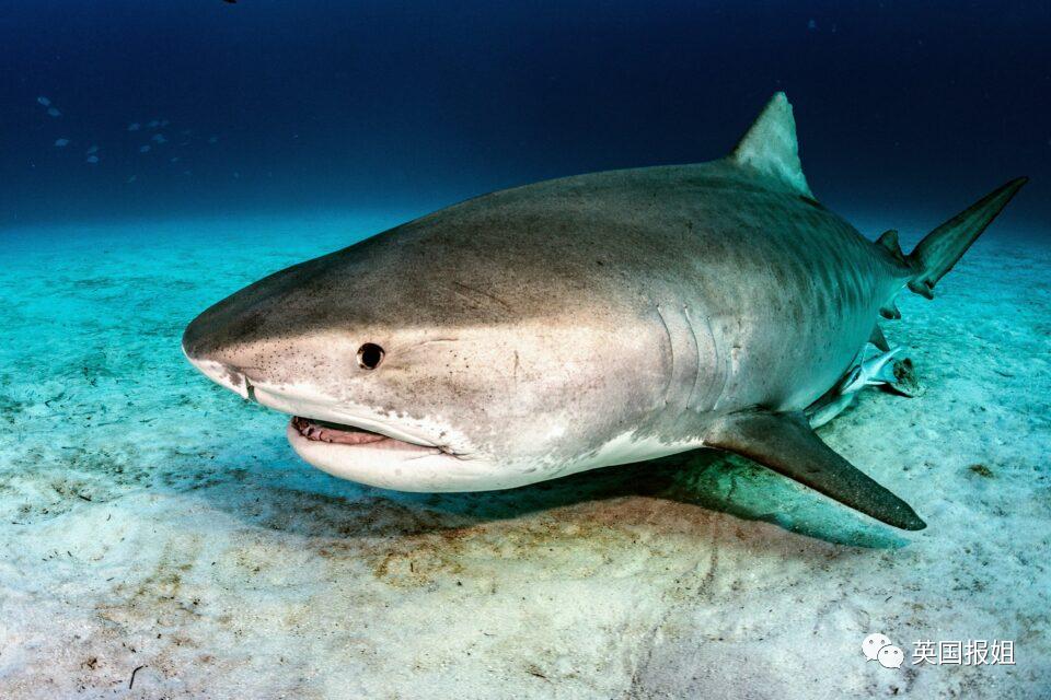 俄罗斯男子在海边被鲨鱼咬死,俄罗斯男子被鲨鱼咬死鲨鱼被捕