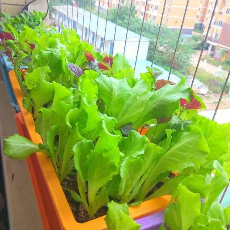 阳台种菜可以多茬采收,在阳台种菜最快采收的五种蔬菜