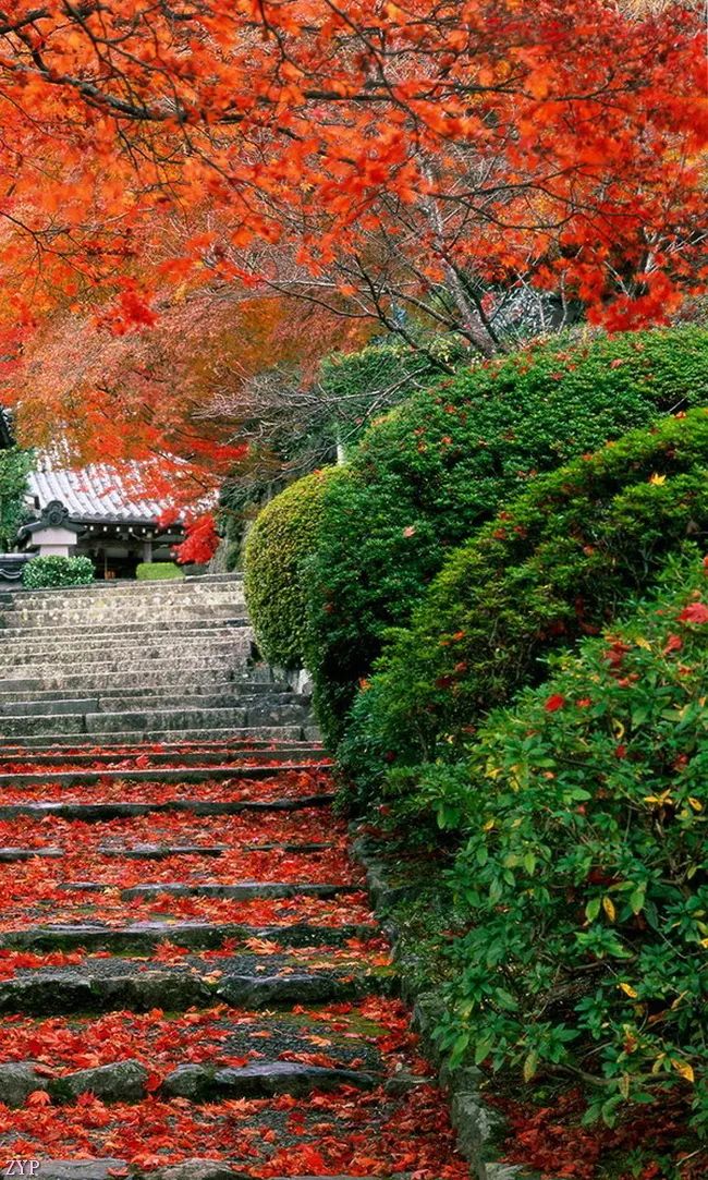 太美了100张人间美照,太美了最美中国红