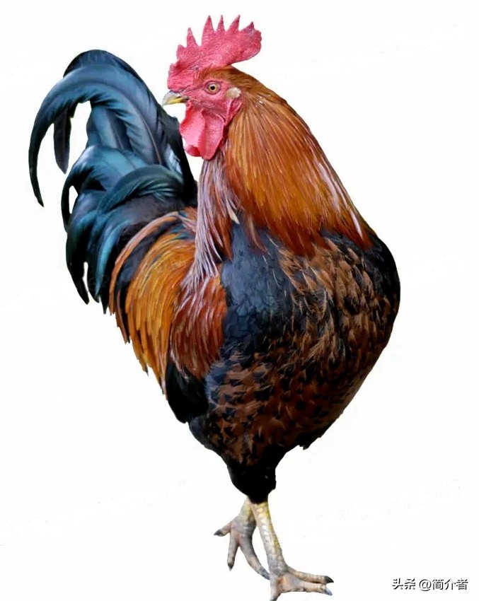 生肖属鸡的人五几年的,属鸡的历史人物名单