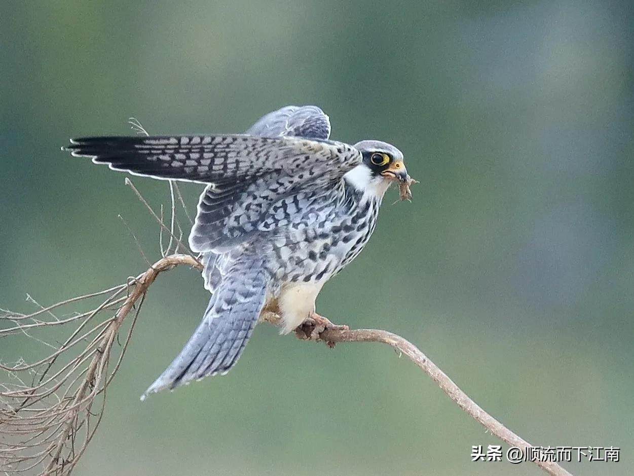 红脚隼叫声,红脚隼