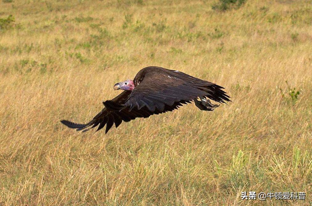 世界十大猛禽角鹰,猛禽金雕是什么鸟