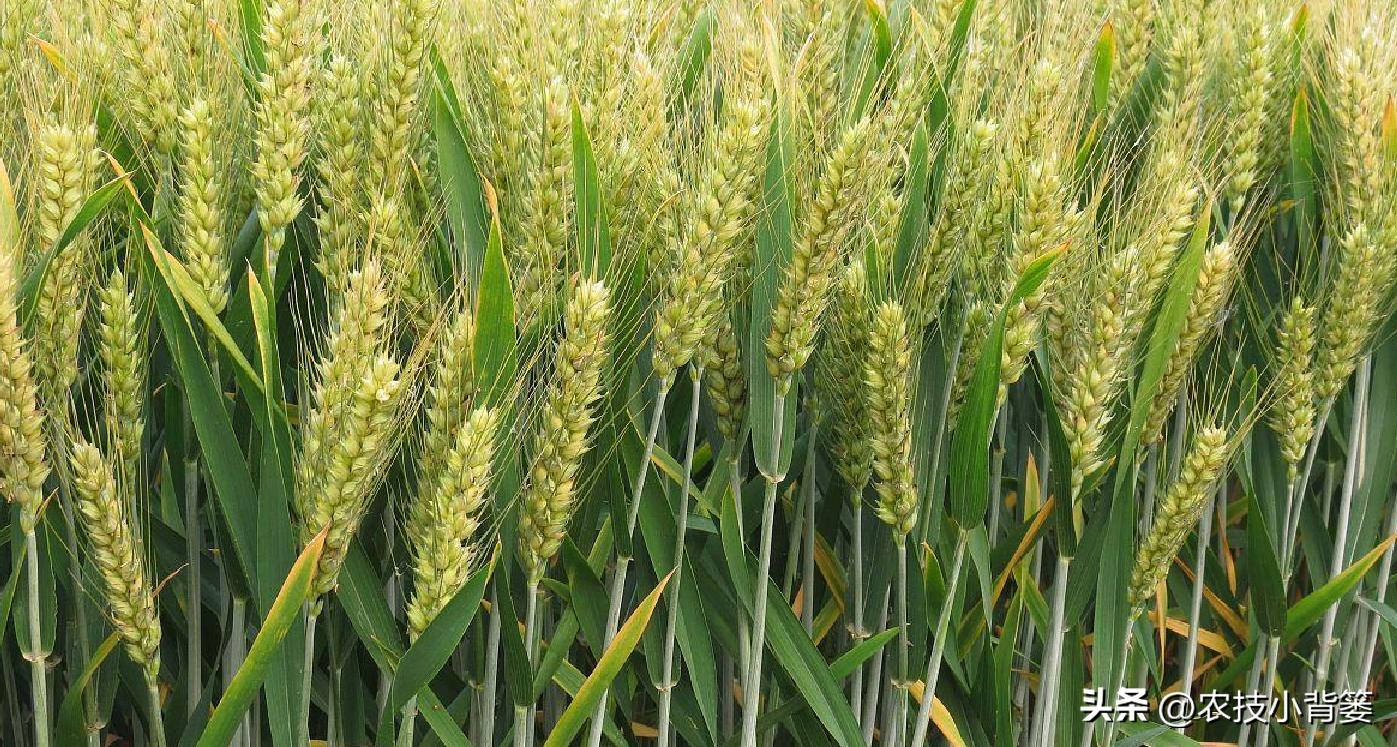 植物生长调节剂作用效果稳定原因,碧护生长调节剂药害