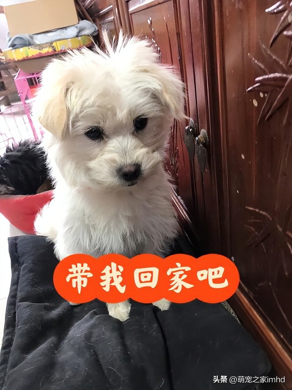 不想养狗了应该把狗狗送去哪里,当你的狗不吃狗粮怎么办