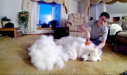 萨摩耶冬天围巾,萨摩耶洗完澡掉毛严重的原因