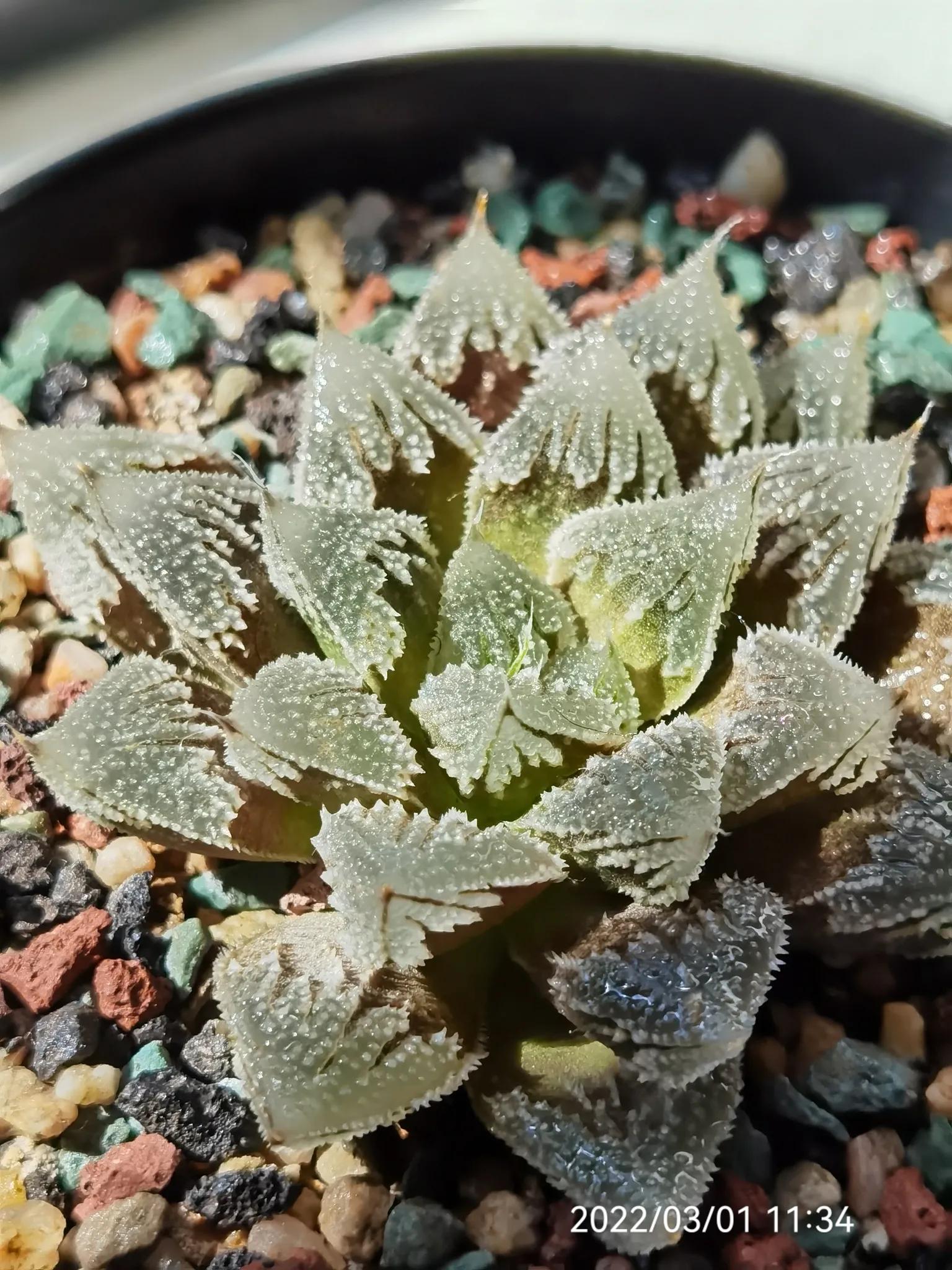 玉露种子怎么种,从种子开始种玉露