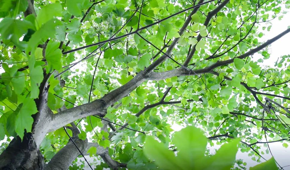 拍完这一波花开，这春天就结束了。
