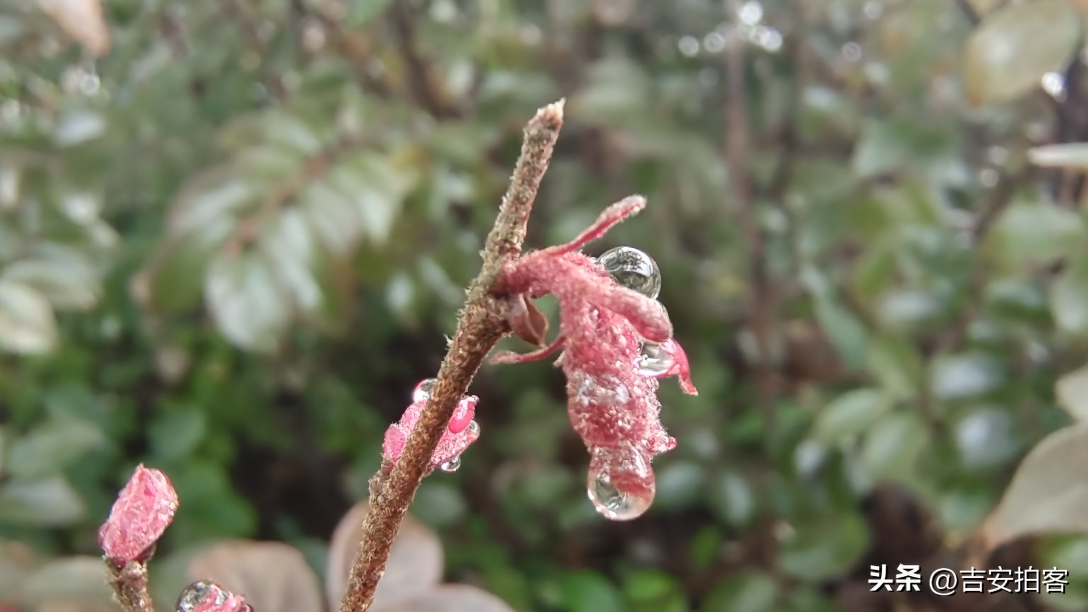 春雨滋润下的红花檵木