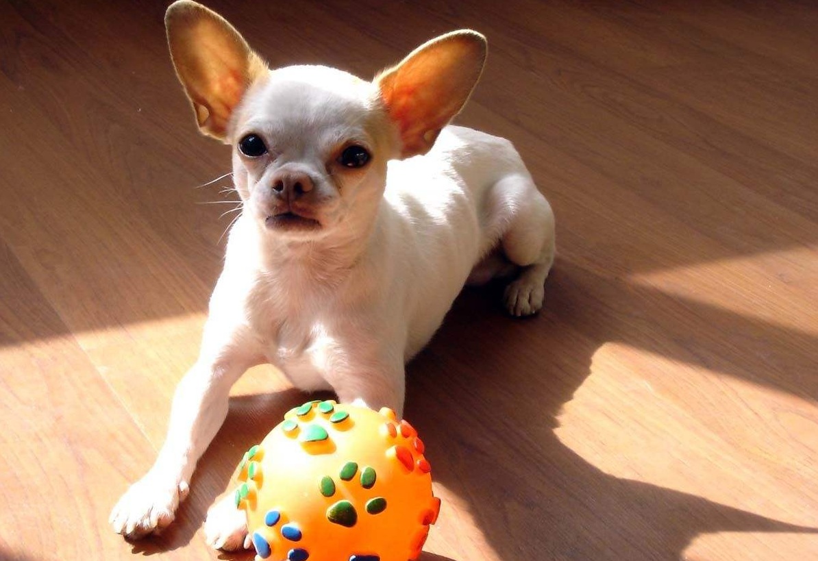 新手养狗适合养什么狗小型,养狗推荐品种小型犬便宜