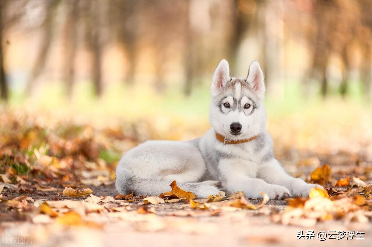 纯种哈士奇犬辨别方法,怎么挑选哈士奇的纯种狗