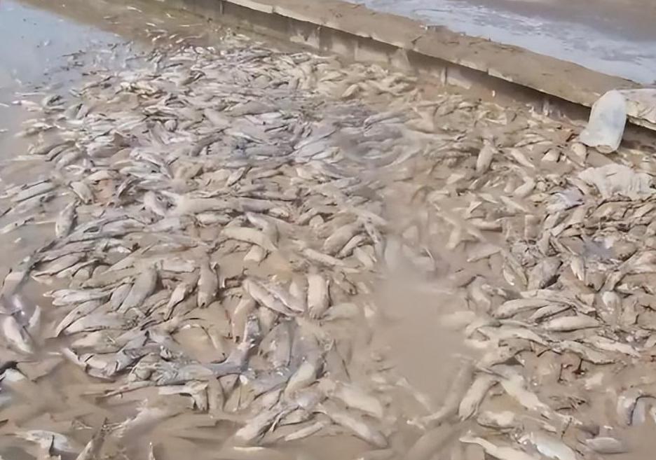 何延忠沙漠养鱼完整视频,何延忠治沙