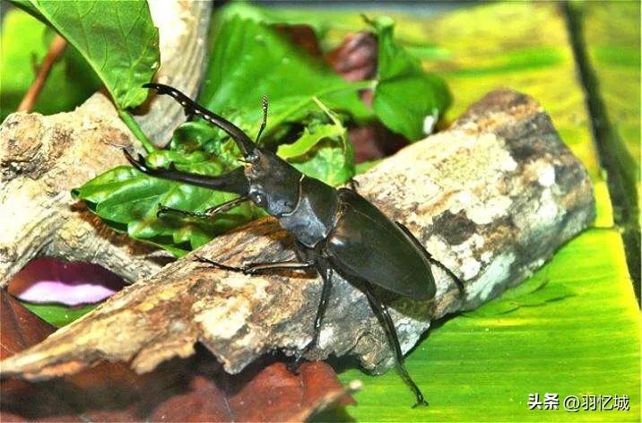 新加坡攻略超详细,新加坡宝藏旅游地推荐