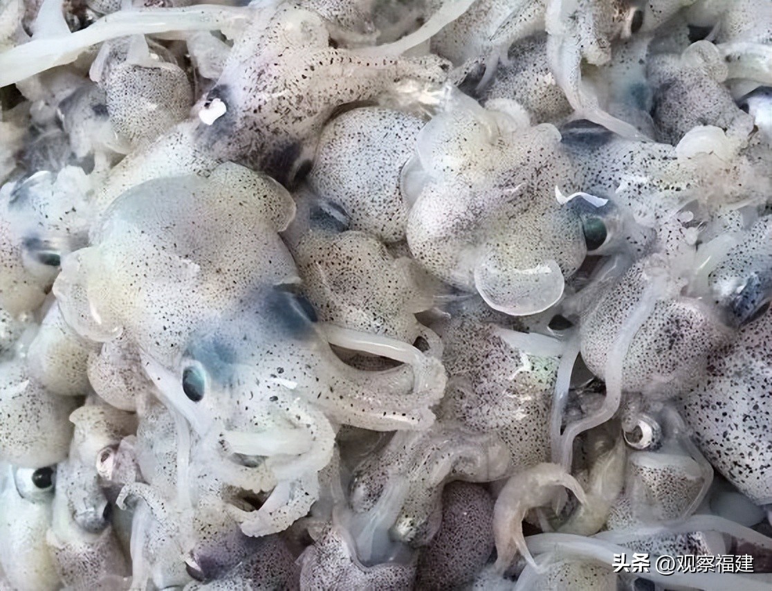 诏安秋天吃什么海鲜,福建各种海鲜图片大全