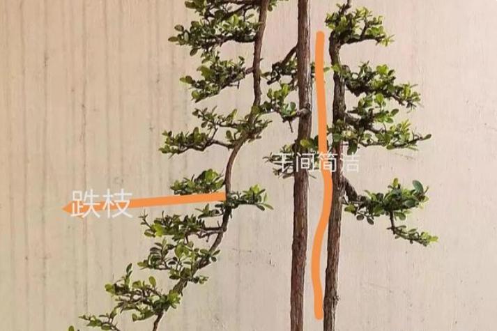 双杆盆景取舍图片,双杆盆景距离远怎么造型