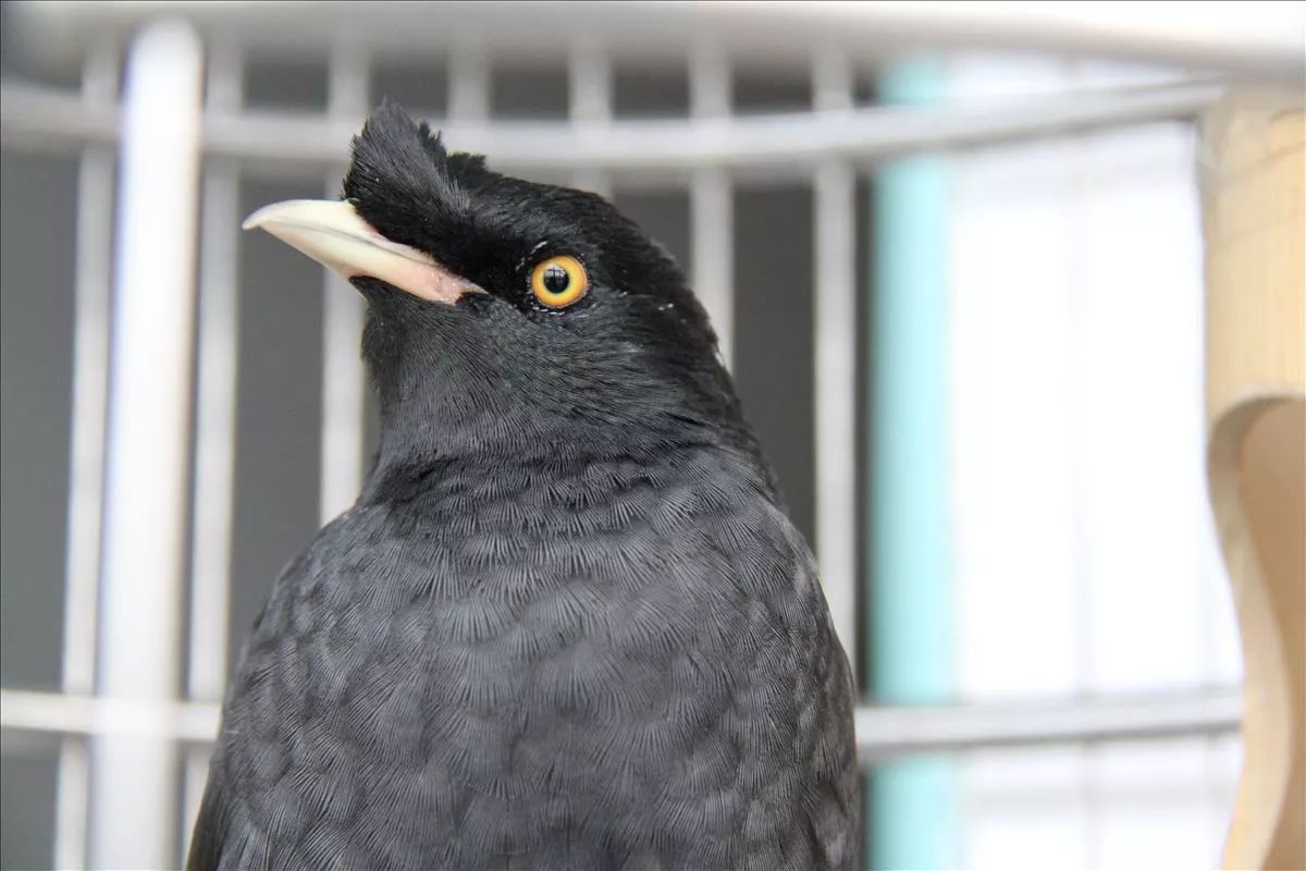 栖杠就是鸟儿的床，必须准备两根栖杠及时更换清洗消毒。