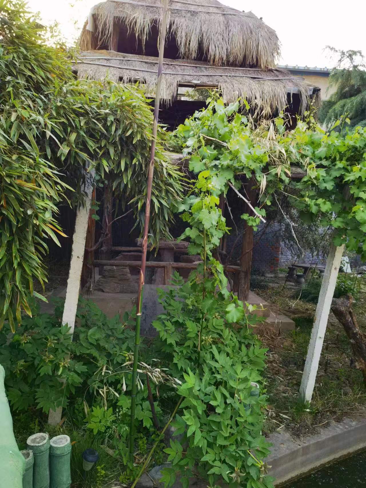 和园散记系列八：爹爹守护的竹满和园，是母亲的因果，看着我们