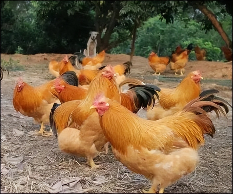 最神秘的养殖基地,国内最大的蛋鸡养殖基地是哪里