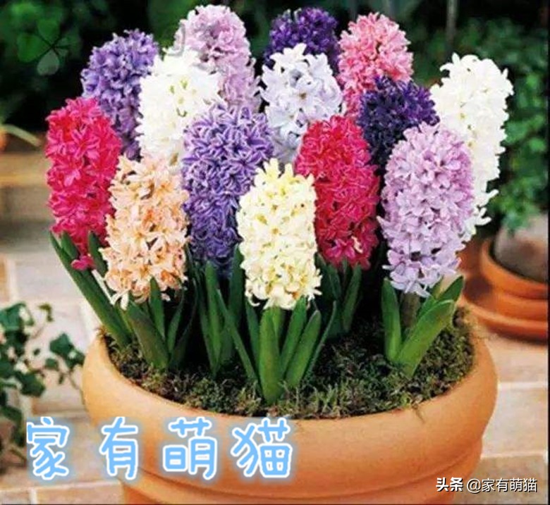 猫咪不喜欢什么花草,猫咪和花草