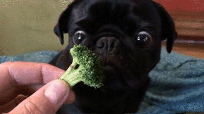 巴哥犬精力太旺盛怎么办,巴哥犬不吃东西什么原因