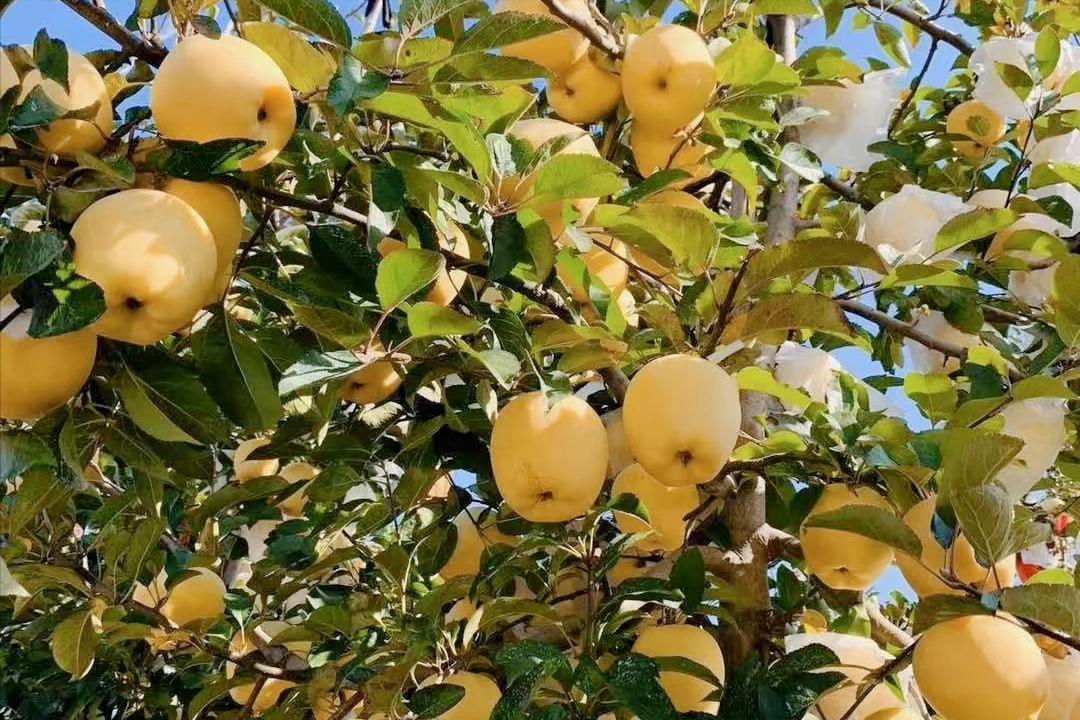 日本专家带到我国的“金苹果”，曾被认为是*局骗**，今年卖15元一斤