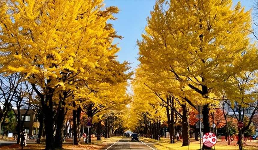 北海道的薰衣草花海在哪里,日本北海道薰衣草花海图片