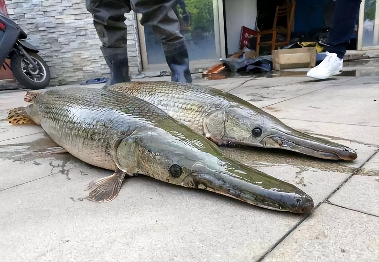 严禁放生或丢弃怎么无害化处理,外来物种入侵广东钓友最讨厌的鱼