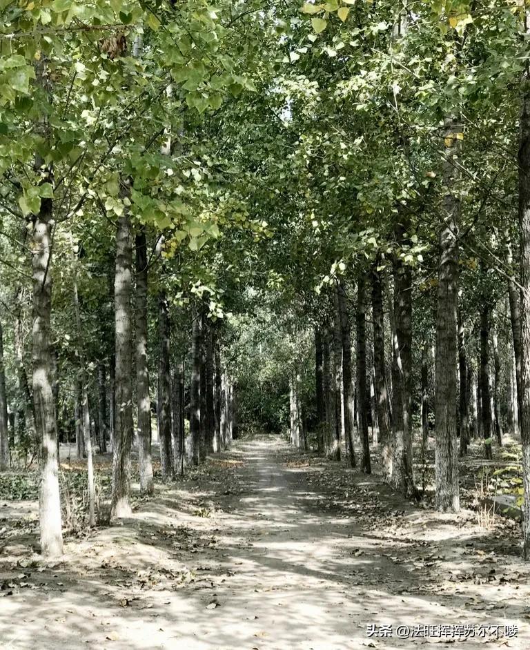 四川雅安杀人案件真实,四川雅安重大杀人案