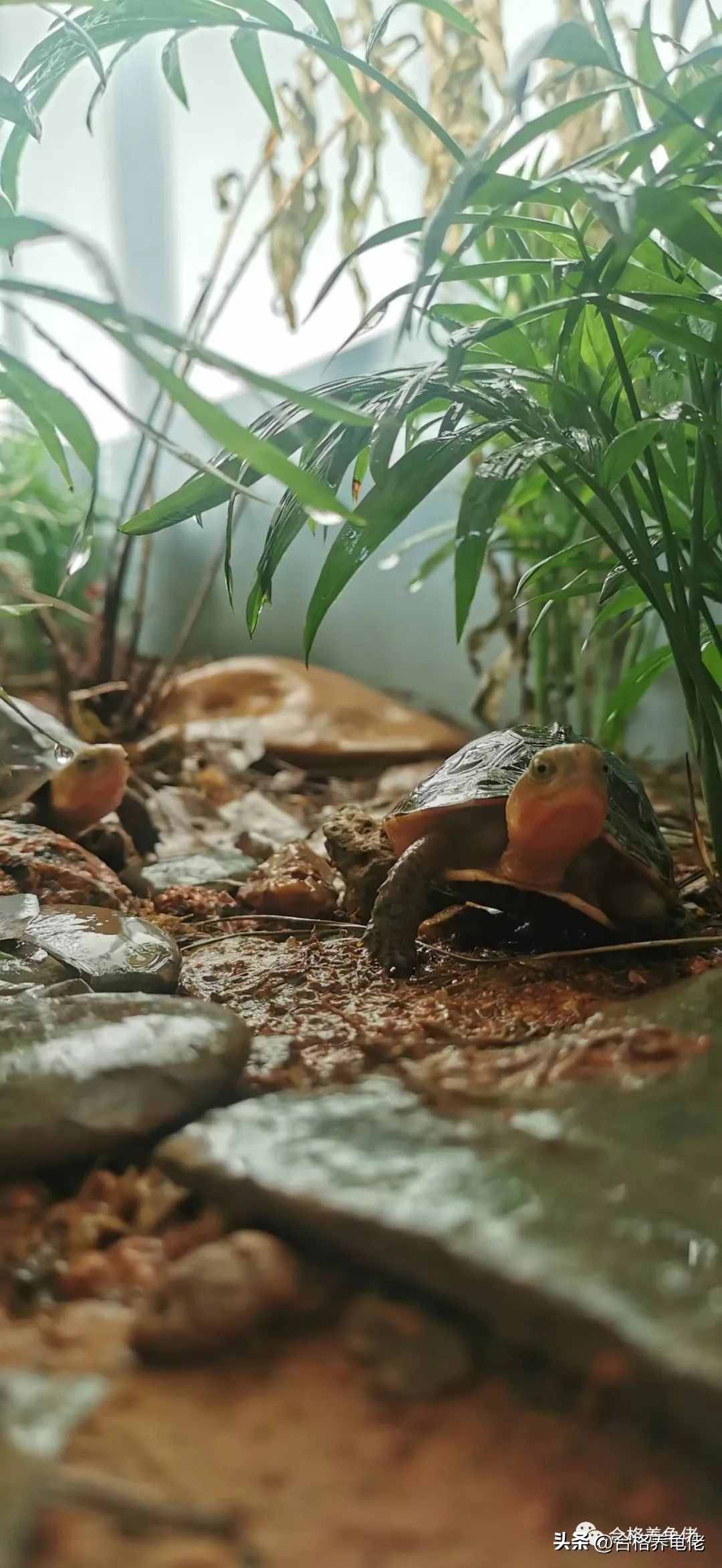 秋冬季养龟注意事项,换季养宠有哪些