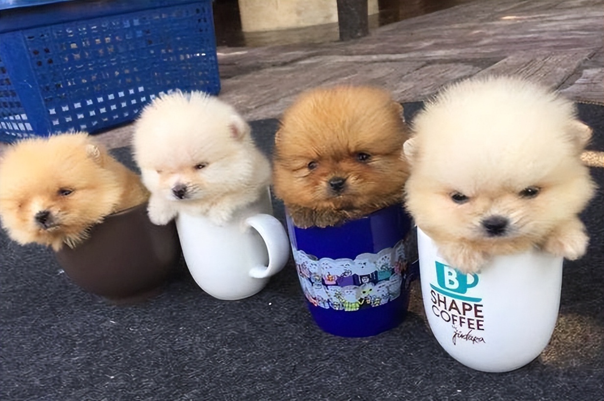 巴哥犬的优点有哪些方面,巴哥犬的优点和缺点及智商