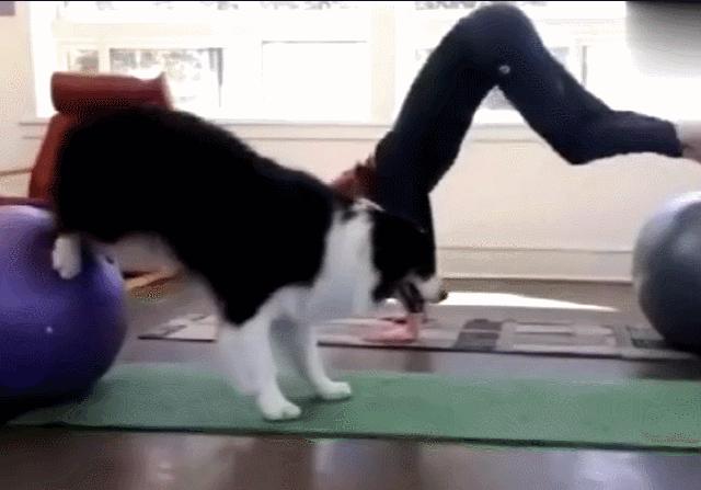 狗狗把你当爷爷的八种表现,狗狗把你当什么的六种表现