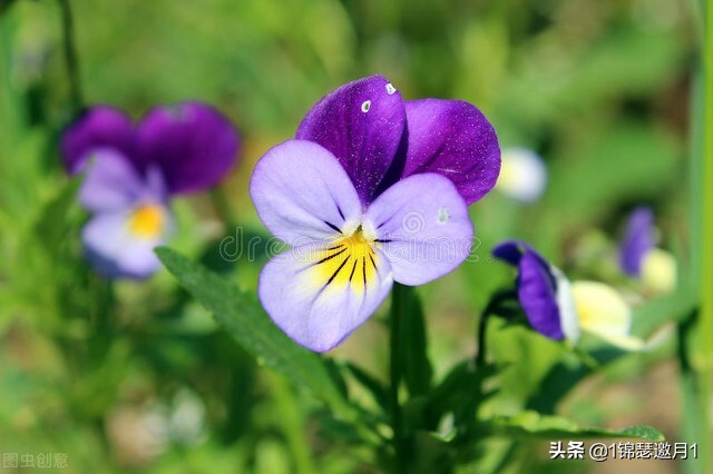 分享美图图片,紫罗兰花写实风图片