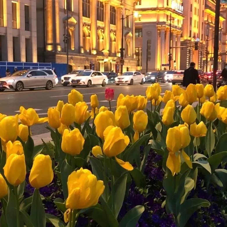 郁金香图片唯美大图,郁金香背景图粉色花海