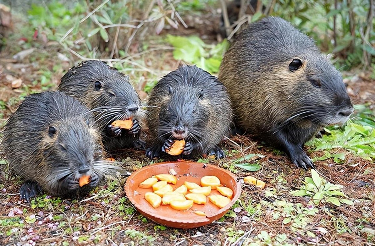 上海多地发现巨型老鼠重达17公斤,超市发现巨型老鼠跟小孩差不多大