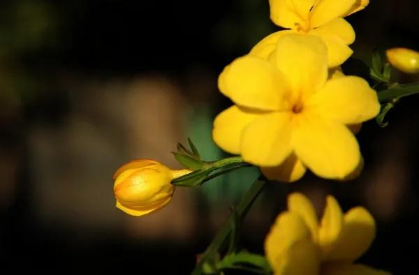 春夏之交，越来越多的花含苞欲放，这一百种娇媚蓓蕾真是美不胜收