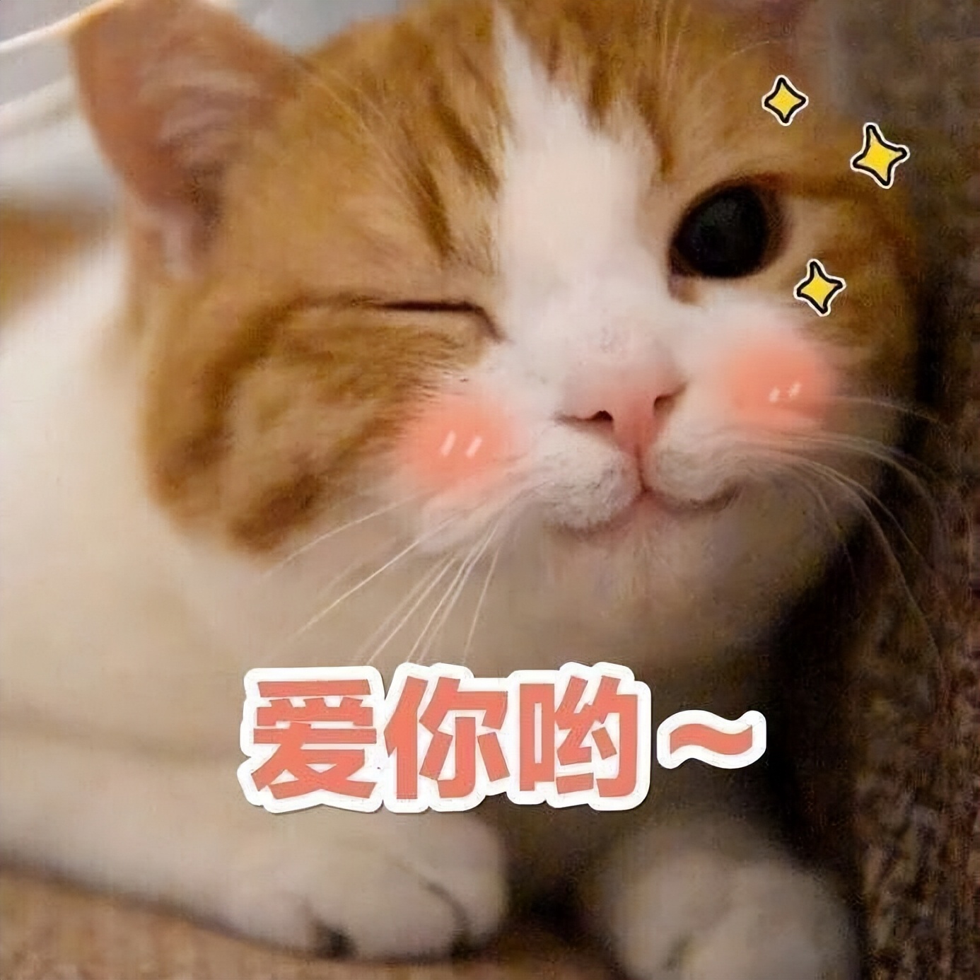 幼猫离乳期猫粮奶糕,小奶猫需要吃猫奶糕吗