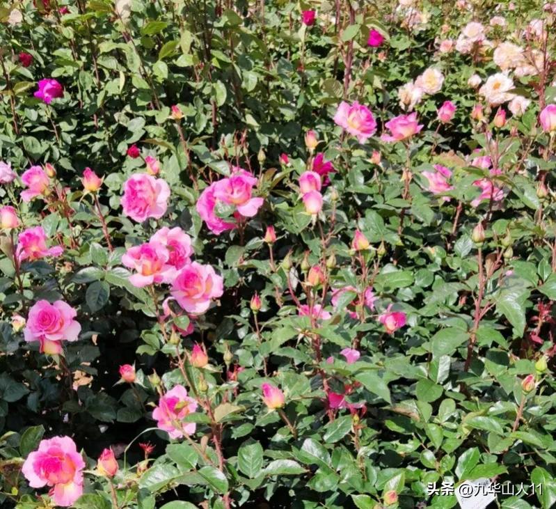 通过adr认证的月季品种,奥古斯塔路易斯月季是adr认证吗