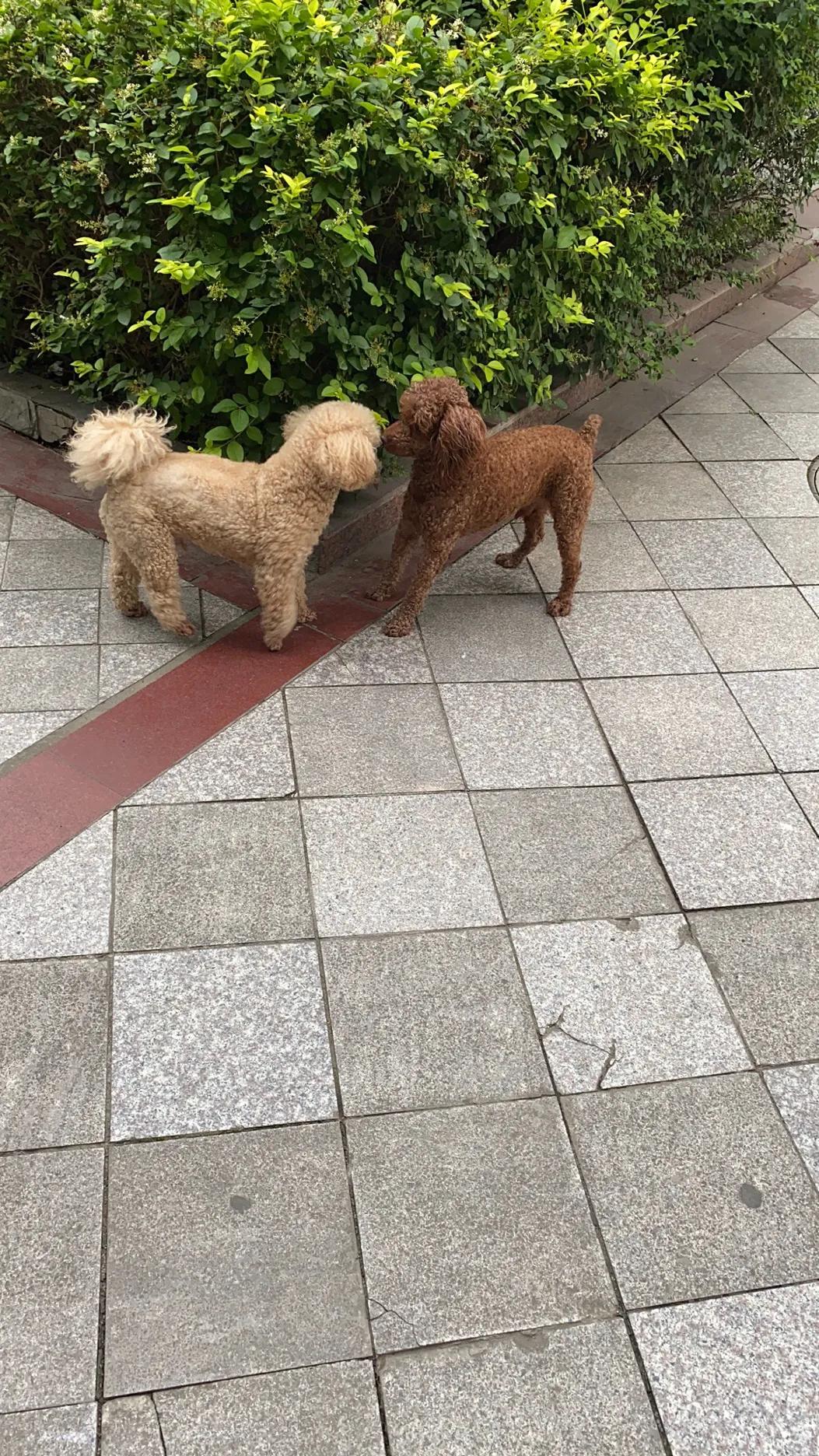 泰迪犬的优缺点及性格,泰迪犬的优缺点