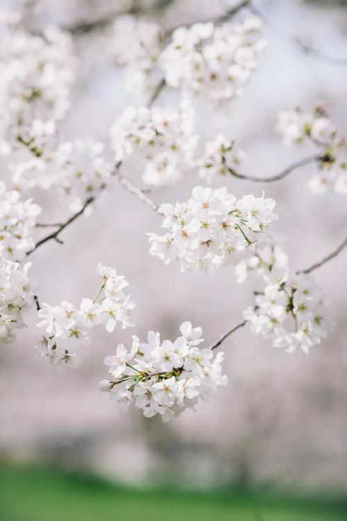 花开花落静心聆听散文,花开花落的散文随笔