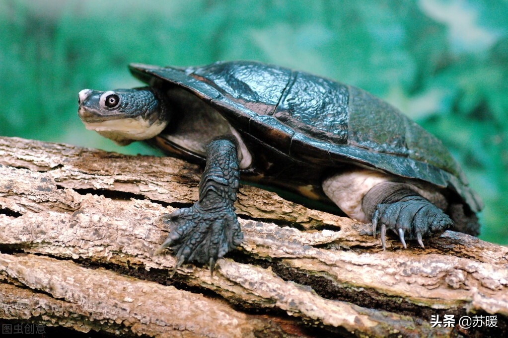 龟如何预防肝脏病,龟龟怎么才能让它不应激