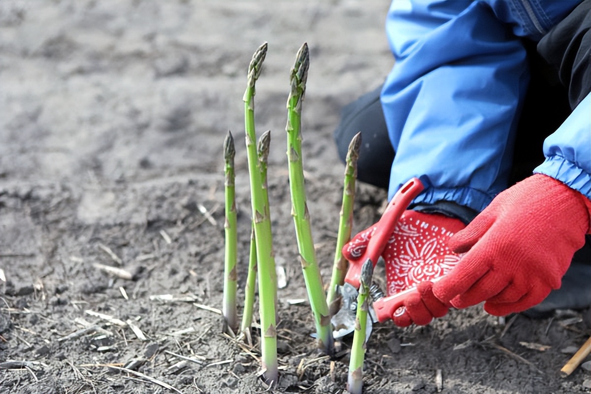 家庭菜园种植芦笋采摘视频,芦笋的家庭种植方法大全