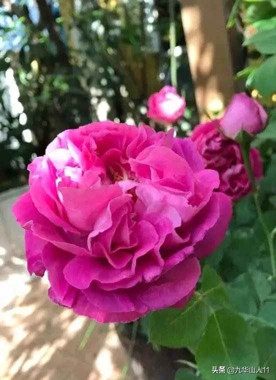 大花浓香勤花的月季品种,大花月季品种介绍大全图片及价格