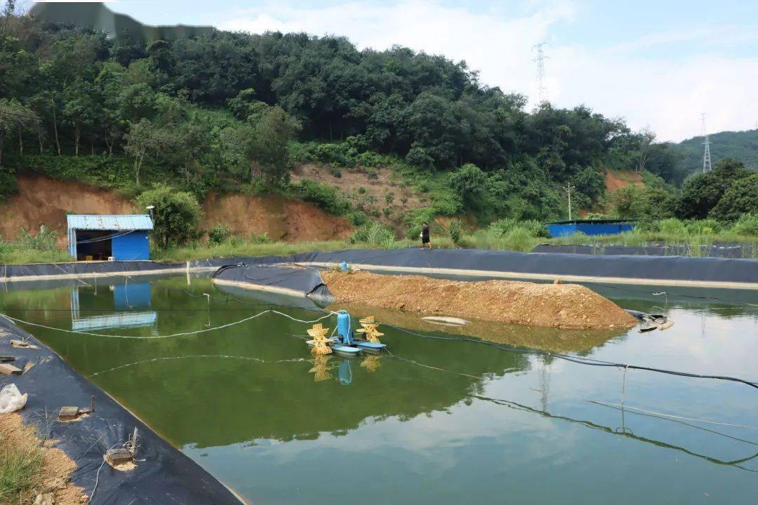 南美白对虾养殖过程中的水质管理,南美白对虾养殖的水质和底质管理