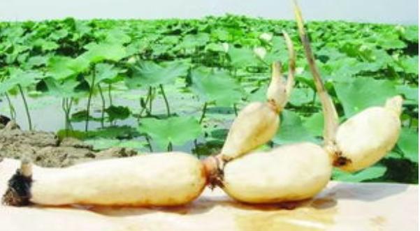 传统婚俗迎娶队伍,传统南方婚俗详解婚嫁的规矩讲究