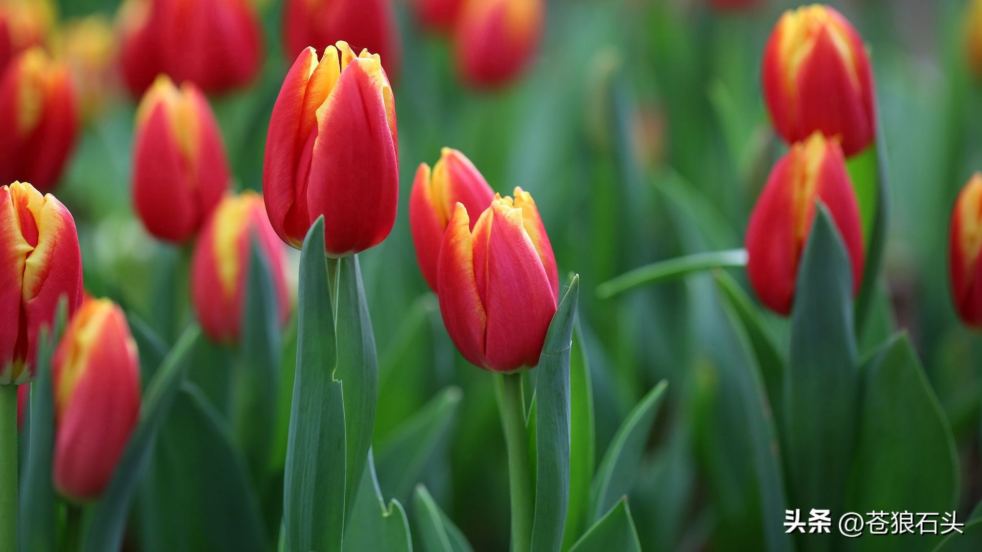 文明5荷兰,文明5西班牙征服者