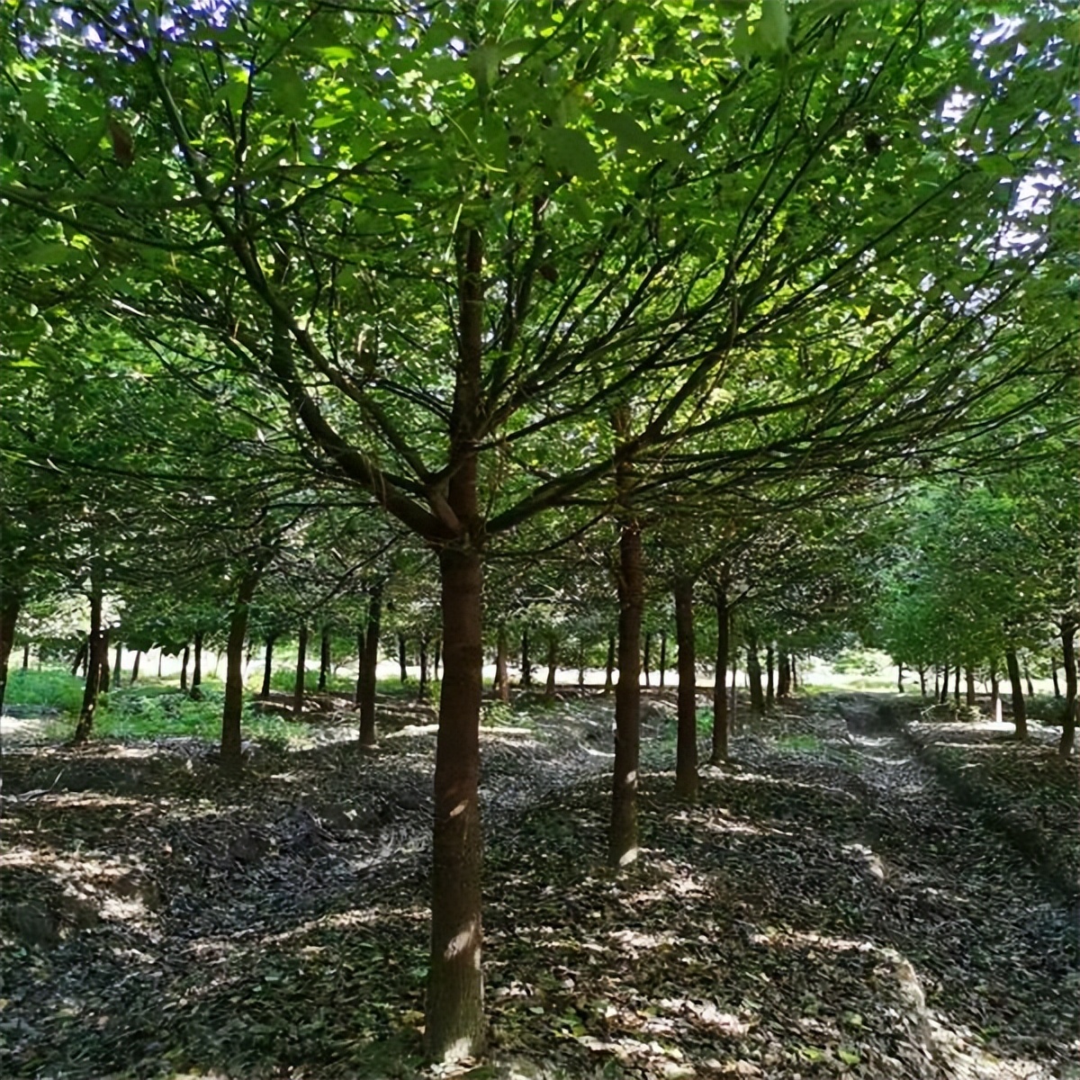 香樟种子种植方案,香樟种植技术视频教程