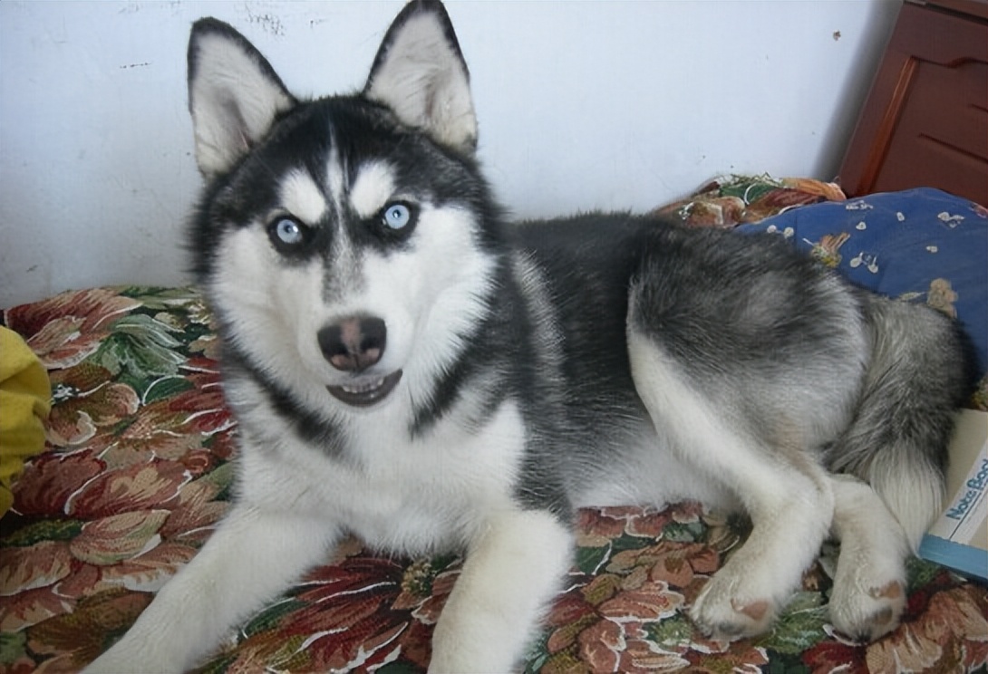 六种最常见的狗狗图片和名字,12种超惹人喜爱的狗狗你认识几种