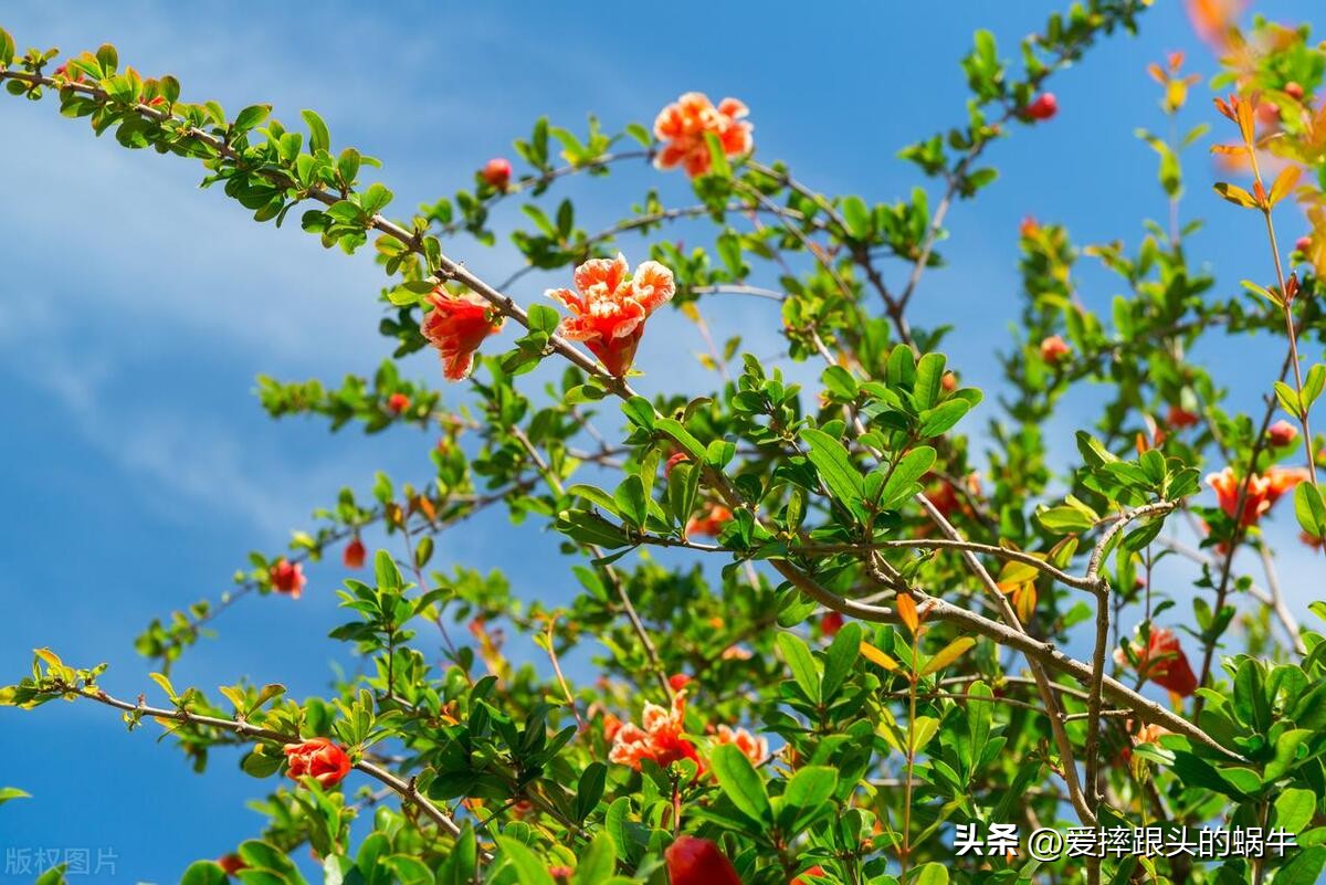 石榴花壁纸生如夏花,石榴花盛开的夏天