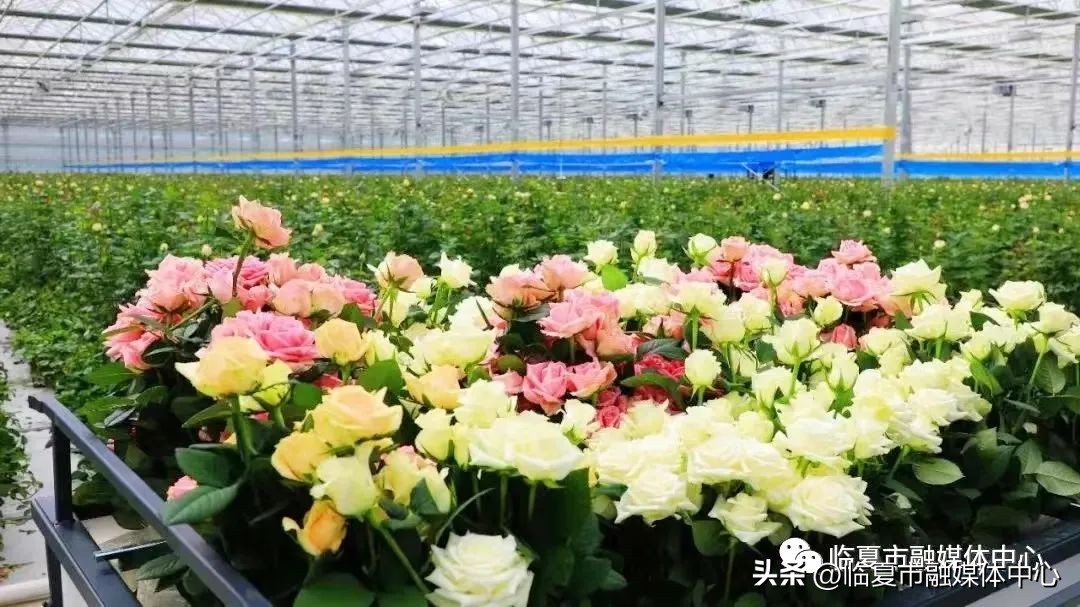 为高质量发展高质量跨越贡献力量,为高质量发展开好局