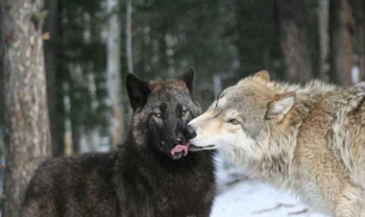 狼群中只有狼妻才可以繁殖后代吗,狼群里面只有狼王才可以配合吗